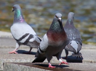 'La Sala' ha un problema con i piccioni. Sale la protesta dei commercianti ed il disgusto dei cittadini
