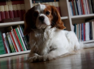 Biblioteca San Giorgio: sabato la Festa del cane