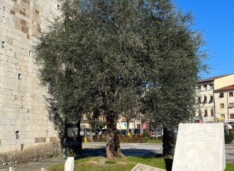Bando per l’affidamento gratuito della cura degli olivi presenti in aree comunali:  ancora a disposizione circa ottanta piante